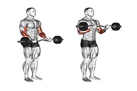 Standing Bicep Bar Curls